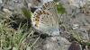 Plebejus idas